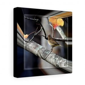 gallery canvas wrap sparrow